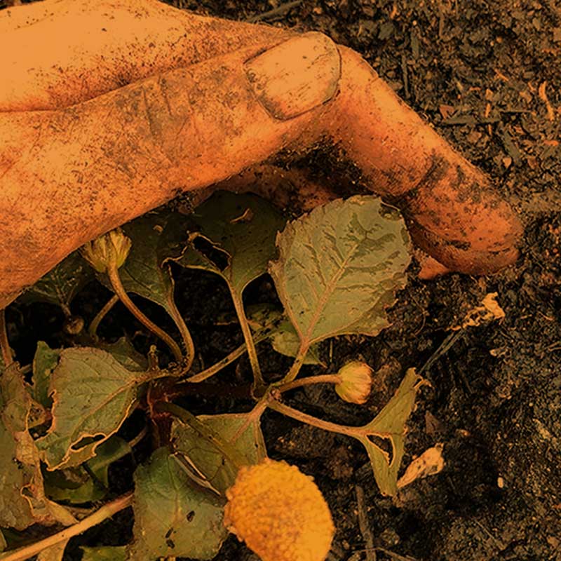 square_800x800_community_gardens_1