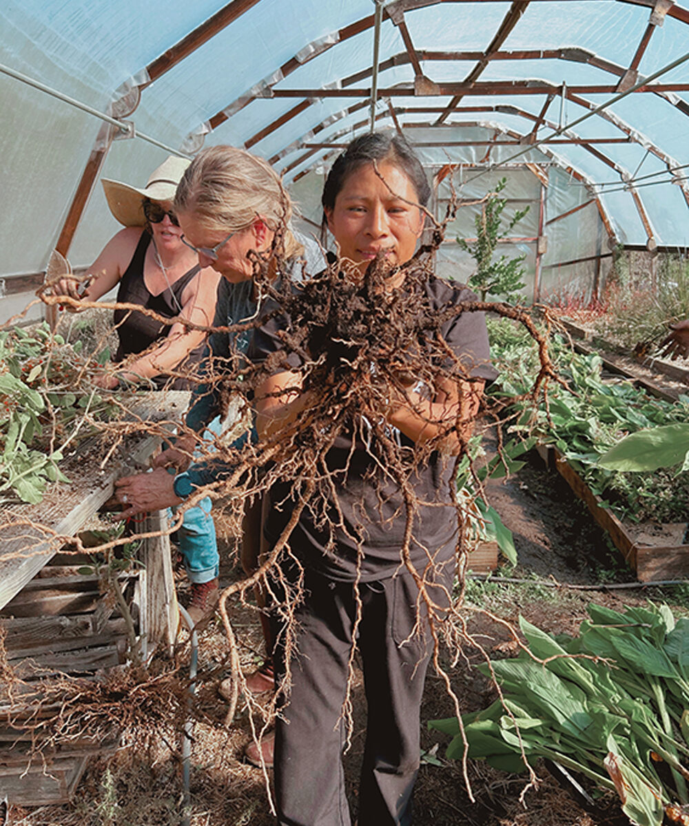 Juliana Jimenez (Community Health Worker and Founder of Botanical Bus Present to Nourish Us program) harvesting Ashwagandha roots with Botanical Bus Healing Harvest program.