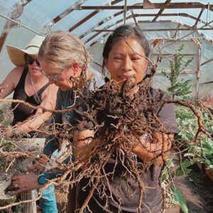 Juliana Jimenez (Community Health Worker and Founder of Botanical Bus Present to Nourish Us program) harvesting Ashwagandha roots with Botanical Bus Healing Harvest program.