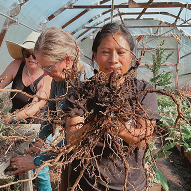 Juliana Jimenez (Community Health Worker and Founder of Botanical Bus Present to Nourish Us program) harvesting Ashwagandha roots with Botanical Bus Healing Harvest program.