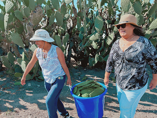 Juliana Jimenez and Norma Rico(Community Health Workers and Founders of Botanical Bus Present to Nourish Us program) harvest Nopales.