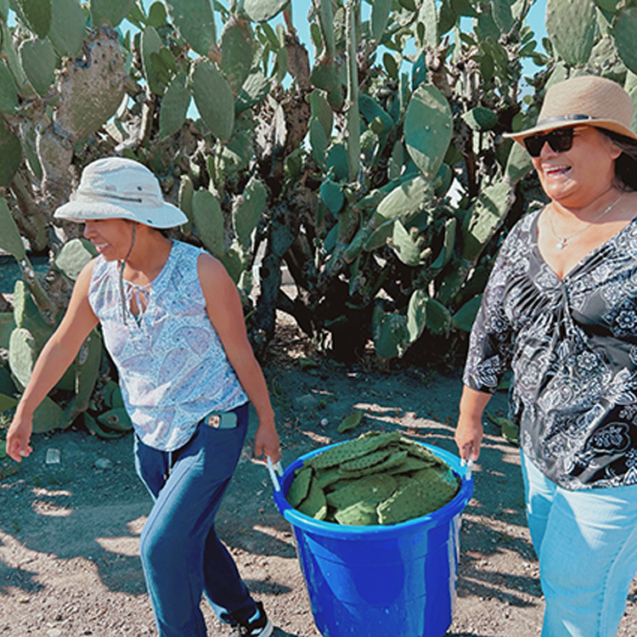Juliana Jimenez and Norma Rico(Community Health Workers and Founders of Botanical Bus Present to Nourish Us program) harvest Nopales.